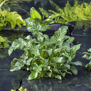 Arum Italicum