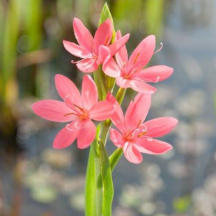 Schizostylis coccinea ‘Mrs.Hegarty’