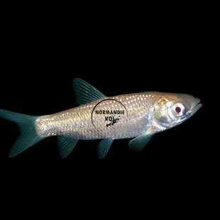 Carassius auratus - Carpe Herbivore Albinos 8-11 cm