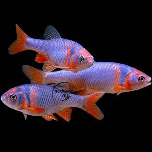 Notropis Lutrensis 4cm