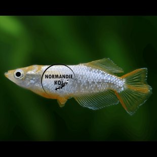 Oryzias latipes - Medaka Tomoki