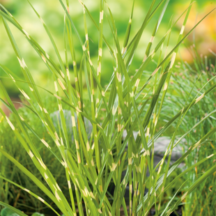 Miscanthus zebrinus