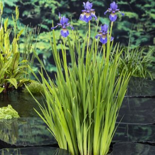 Iris Sibirica Blue