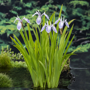 Iris laevigata ‘Mottled Beauty’