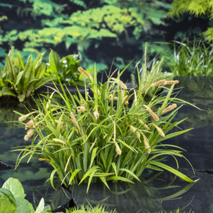 Carex pendula