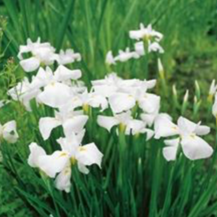 Iris kaempferi White