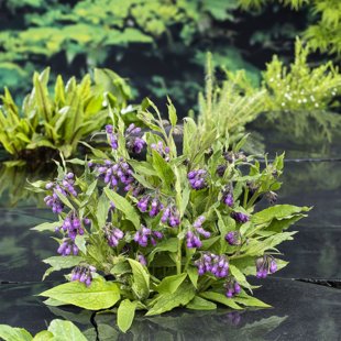 Symphytum officinale