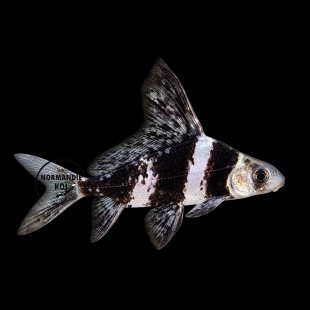 Myxocyprinus asiaticus - Empereur de Chine 4-5cm