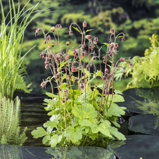 Geum rivale