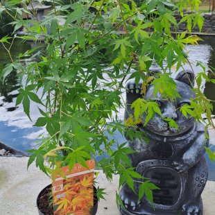 Acer palmatum 'Katsura'