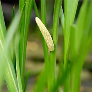 Acorus calamus