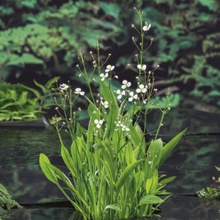 Sagittaria graminea