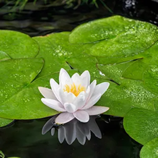 Nymphaea ‘Fabiola