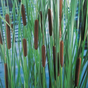 Typha laxmannii