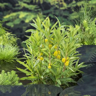 Lysimachia thyrsiflora