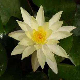 Nymphaea ‘Sulphurea’
