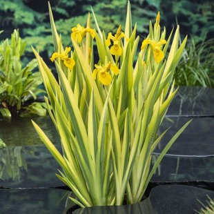 Iris pseudacorus ‘Variegata’