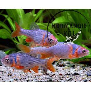 Notropis Lutrensis 4cm