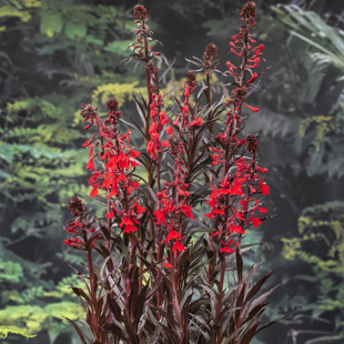 Lobelia cardinalis