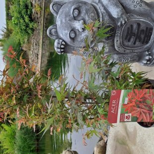 Acer palmatum 'Shaina'