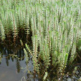 Hippuris vulgaris