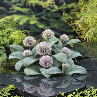 Allium karataviese
