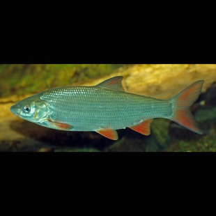 Chondrostoma Nasus - Hotu