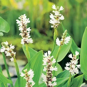 Pontederia cordata ' alba '