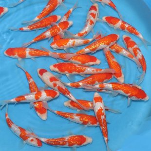 Ginrin kohaku / Maruyama