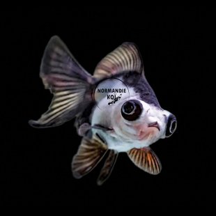 Carassius auratus - Panda Noir & Blanc