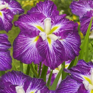 Iris Ensata Dinner Plate Jell-O