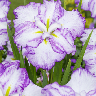 Iris Ensata Dinner Plate Tiramisu