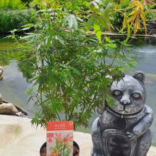 Acer palmatum 'Jerre Schwartz'