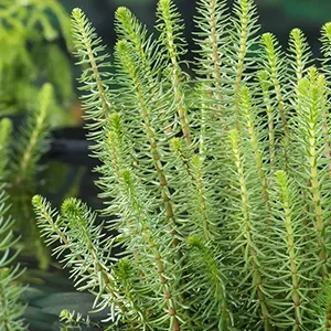 Hippuris vulgaris