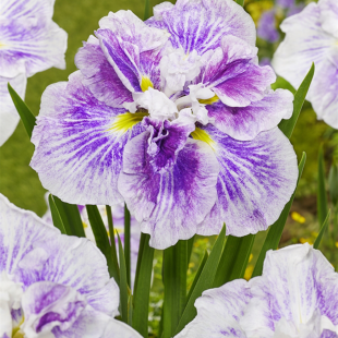 Iris Ensata Dinner plate Cheese Cake