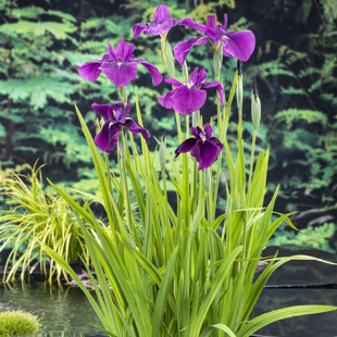 Iris kaempferi