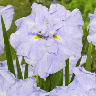 Iris Ensata Dinner Plate Ice Cream