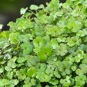 Hydrocotyle novae-zelandiae